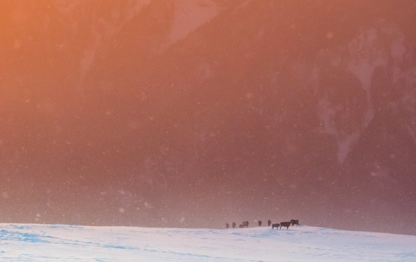 Зубры на хребте Джуга. Фото Дмитрий Андреев | WWF России