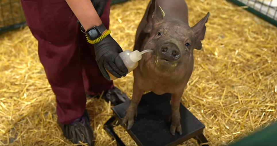 Устройство успешно имплантировали в мозг свиньи. Фото Neuralink, Скриншот Youtube