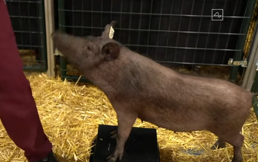 Устройство успешно имплантировали в мозг свиньи. Фото Neuralink, Скриншот Youtube