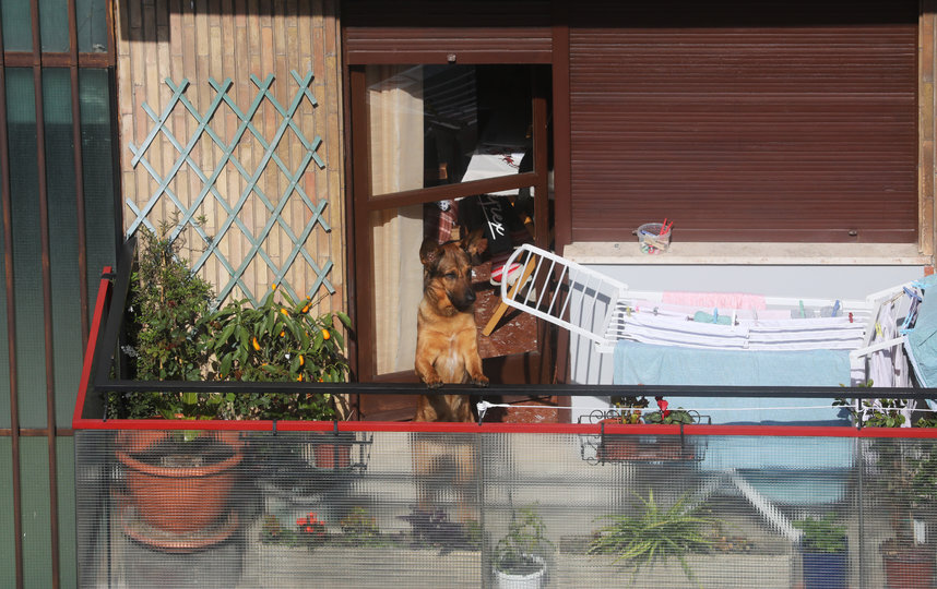В Риме выгуливают на балконе собак. Фото Getty