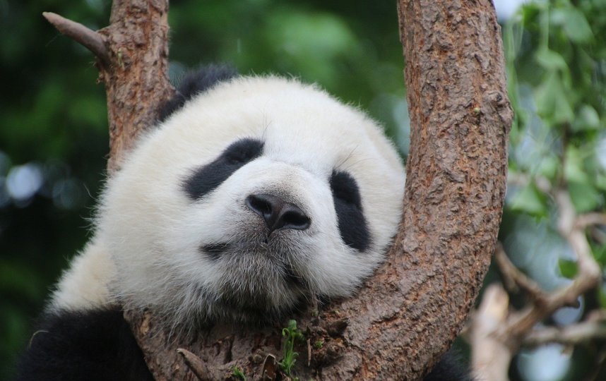 Канадский зоопарк отправит панд обратно в Китай из-за нехватки бамбука