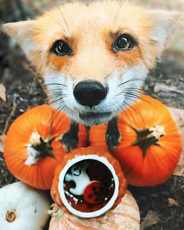 Лиса Джунипер. Фото Instagram