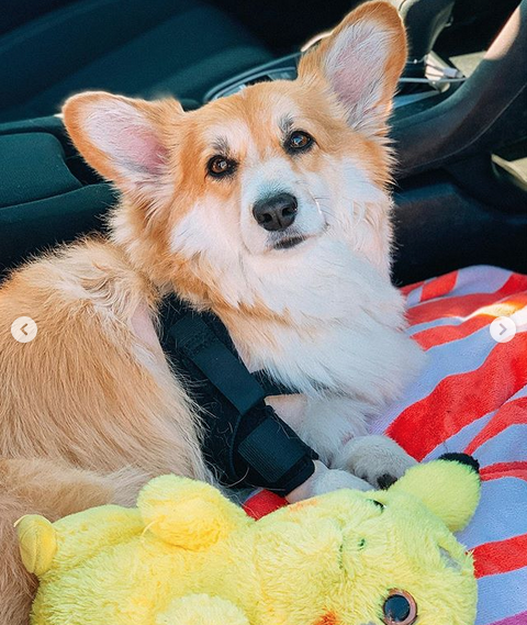 Корги Максин имеет более 300 тысяч подписчиков в Instagram. Фото скриншот: instagram.com/madmax_fluffyroad/