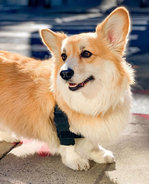 Корги Максин имеет более 300 тысяч подписчиков в Instagram. Фото скриншот: instagram.com/madmax_fluffyroad/