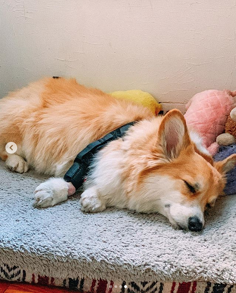 Корги Максин имеет более 300 тысяч подписчиков в Instagram. Фото скриншот: instagram.com/madmax_fluffyroad/