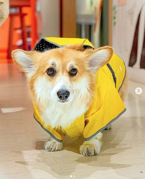 Корги Максин имеет более 300 тысяч подписчиков в Instagram. Фото скриншот: instagram.com/madmax_fluffyroad/