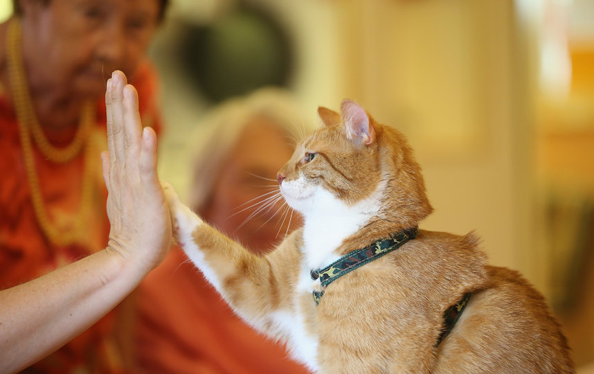 Животные не могут заразить человека коронавирусом, а вот человек питомца – может. Фото Getty
