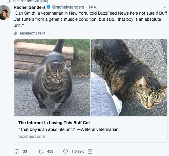 Скриншот twitter.com/officialbuffcat.