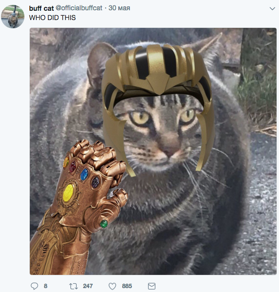 Скриншот twitter.com/officialbuffcat.