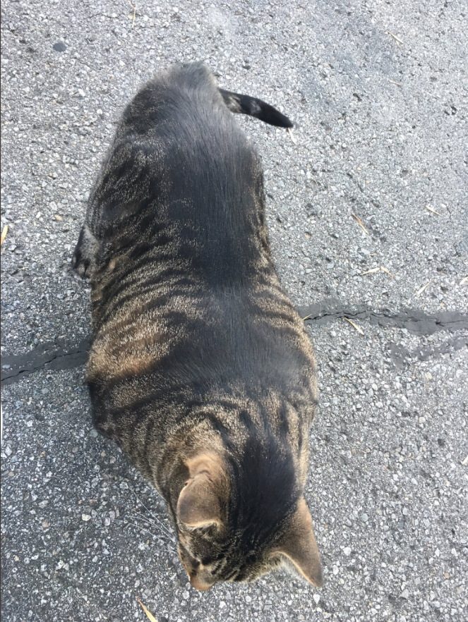 Скриншот twitter.com/officialbuffcat.