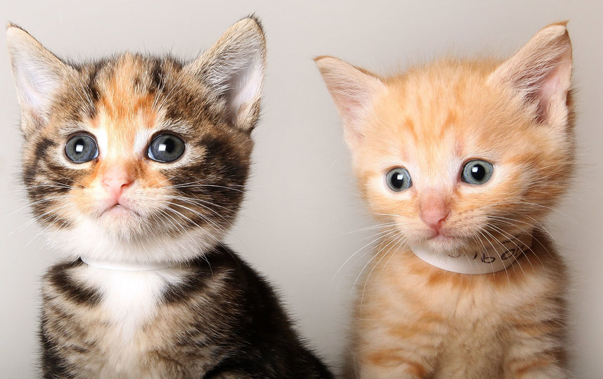 Кошки могут передавать коронавирус друг другу