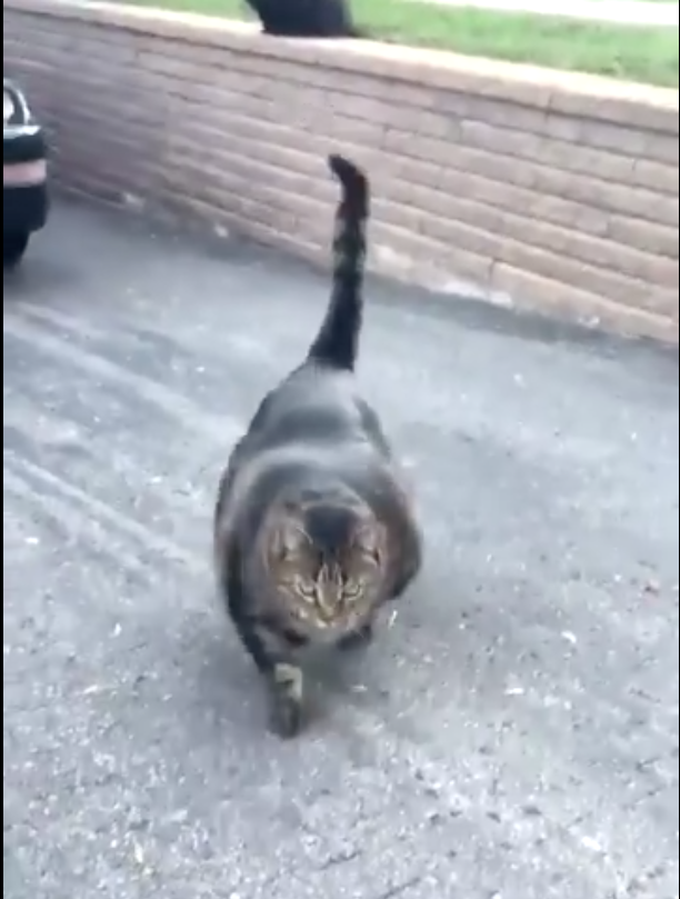 Скриншот twitter.com/officialbuffcat.