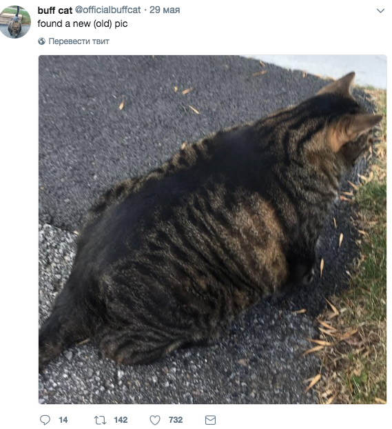 Скриншот twitter.com/officialbuffcat.