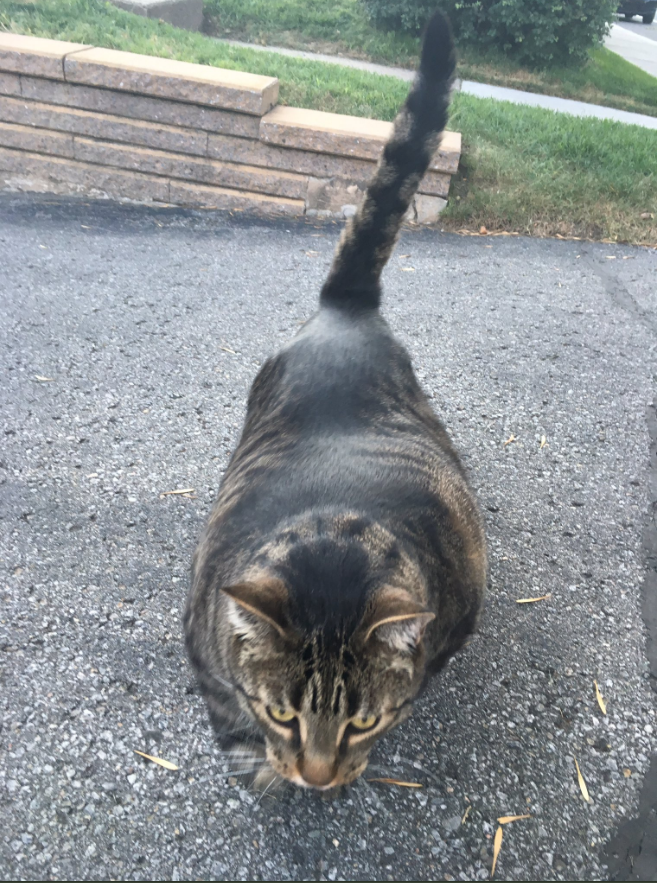 Скриншот twitter.com/officialbuffcat.