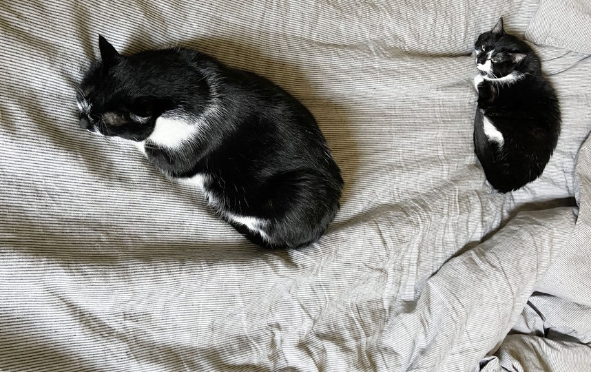 Возможно, котам тоже придётся соблюдать дистанцию. Фото Getty