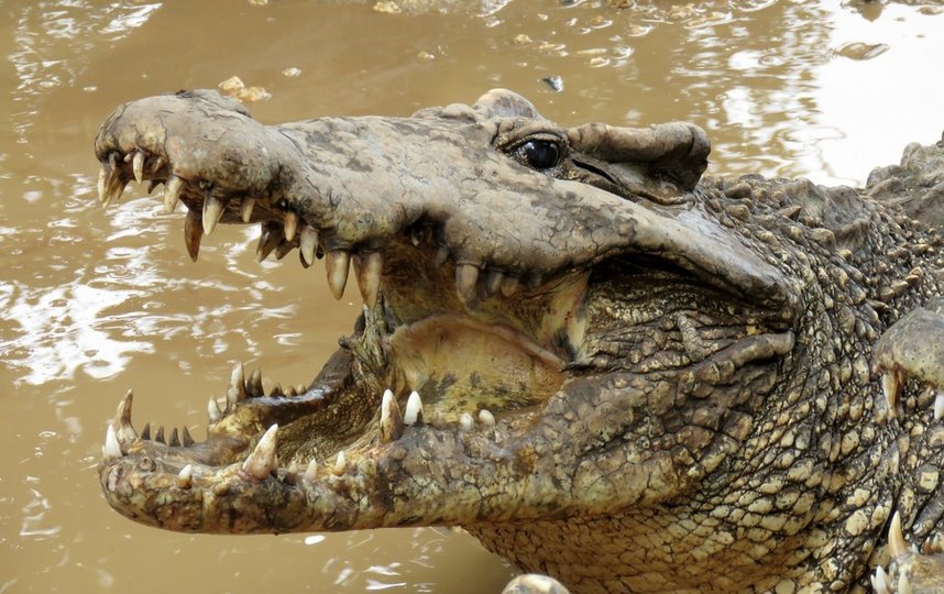 Крокодил, некогда принадлежавший Фиделю Кастро, откусил руку пожилому шведу