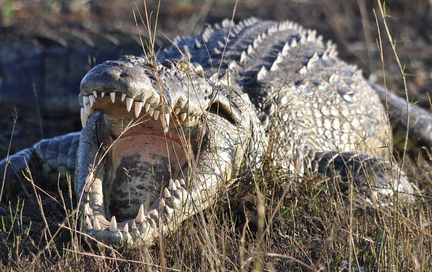 Крокодил съел нарушителя коронавирусного карантина