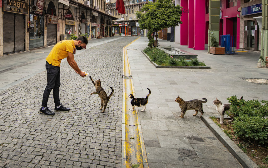 Фото "Заказ еды по правилам социального дистанцирования". Фото Mehmet Aslan / Comedy Pet Photo Awards 2020