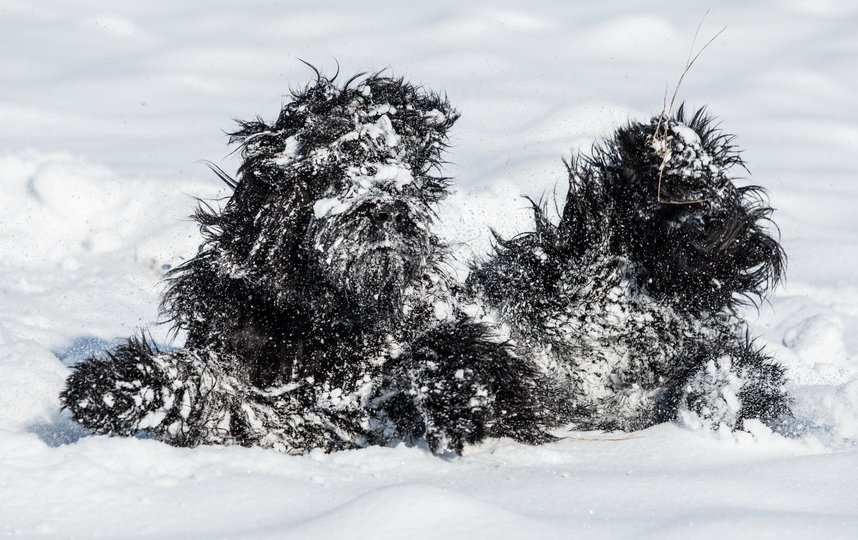 Фото "Снежный монстр". Фото Magdalena Strakova / Comedy Pet Photo Awards 2020