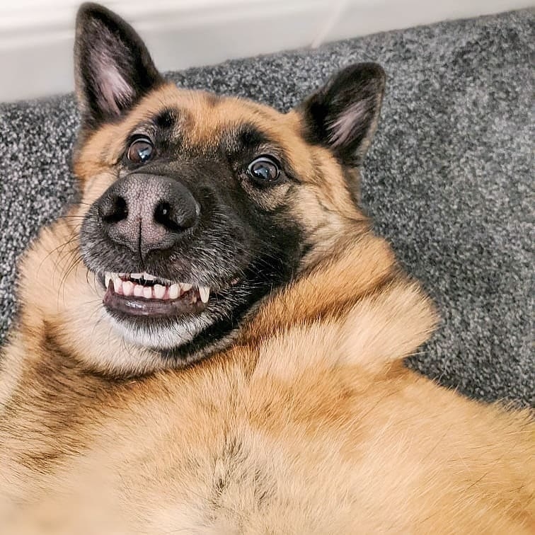 Фото "  ". Фото  / Comedy Pet Photo Awards 2020