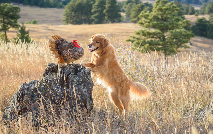 Фото "Охотничья собака забросила своё дело". Фото Karen Hoglund / Comedy Pet Photo Awards 2020