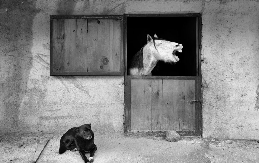 Фото "Улыбка". Фото Mehmet Aslan / Comedy Pet Photo Awards 2020