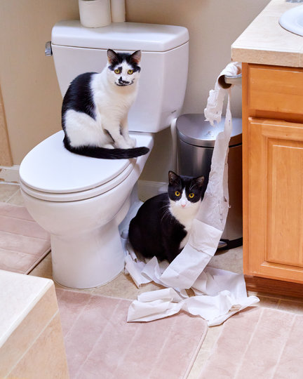 Фото "Что...!". Фото Svetlana Popova / Comedy Pet Photo Awards 2020