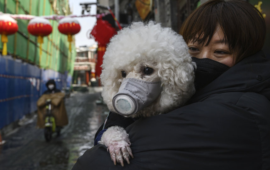 Собаководы надевают маски и на своих питомцев. Фото Getty