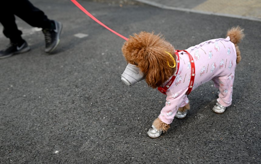 Собаководы надевают маски и на своих питомцев. Фото AFP