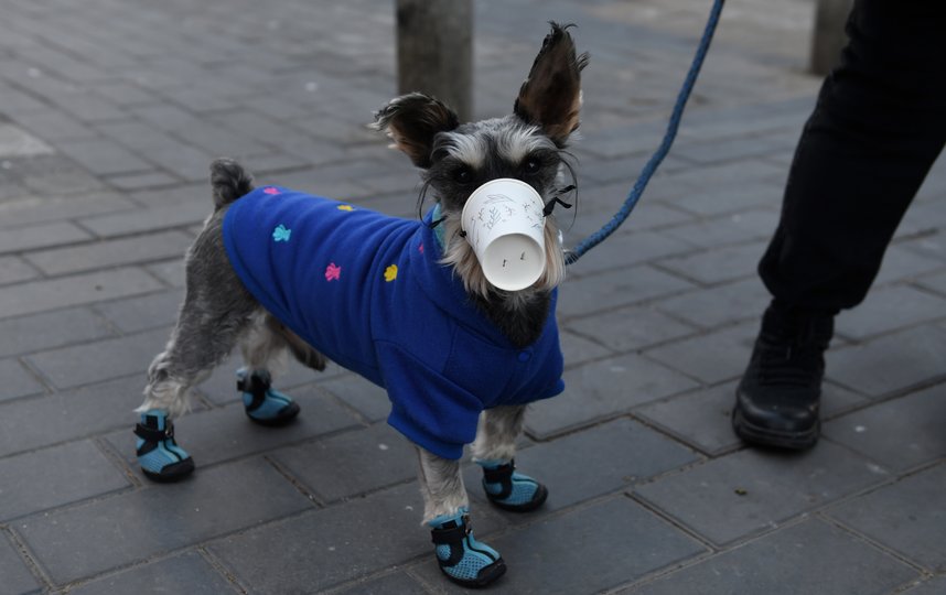Маски в Китае носят даже собаки