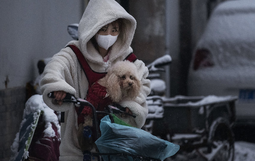 Собаководы надевают маски и на своих питомцев. Фото Getty