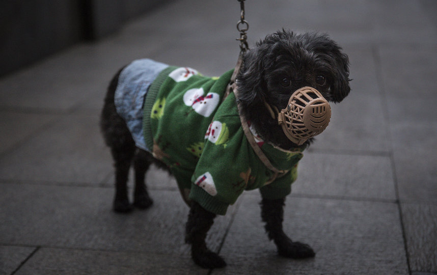 Собаководы надевают маски и на своих питомцев. Фото Getty