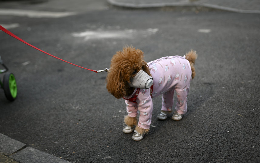 Собаководы надевают маски и на своих питомцев. Фото AFP