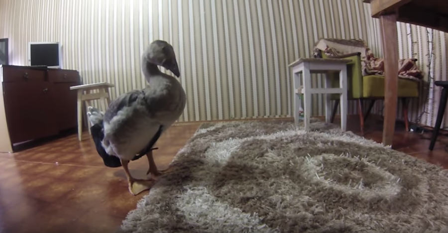 Будни Андрея и Харвистера. Фото Скриншот Youtube/watch?v=RtdXkybg5co