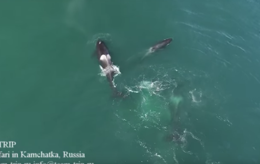Нападение косаток на кита впервые сняли на видео