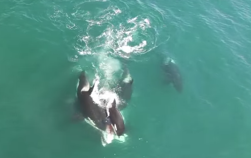Косатки нападают на кита. Фото Скриншот Youtube