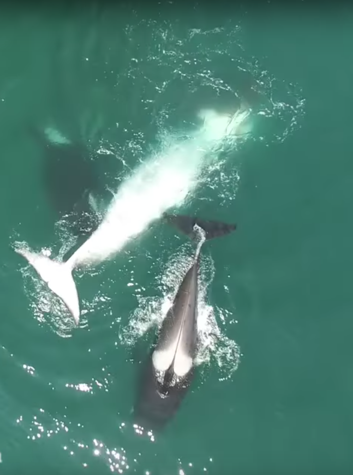 Косатки нападают на кита. Фото Скриншот Youtube