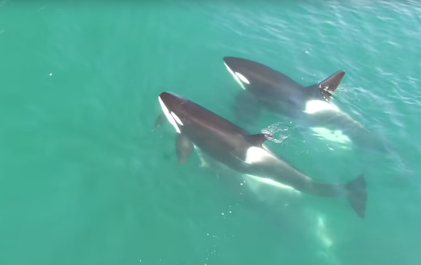 Косатки нападают на кита. Фото Скриншот Youtube