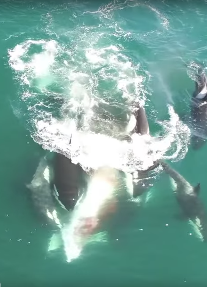 Косатки нападают на кита. Фото Скриншот Youtube