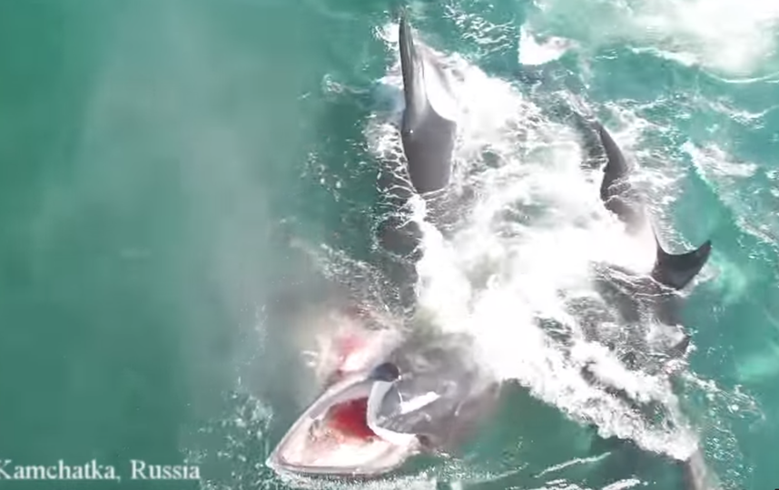 Косатки нападают на кита. Фото Скриншот Youtube