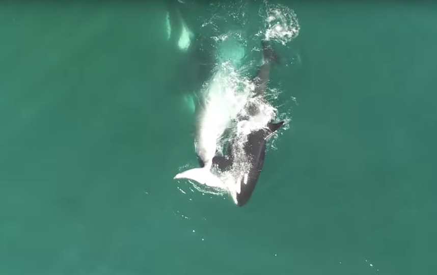 Косатки нападают на кита. Фото Скриншот Youtube