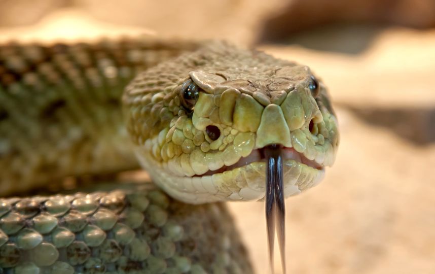 "Назови змею именем бывшего": в австралийском зоопарке объявили необычный конкурс