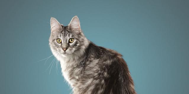Кот Сигнус.