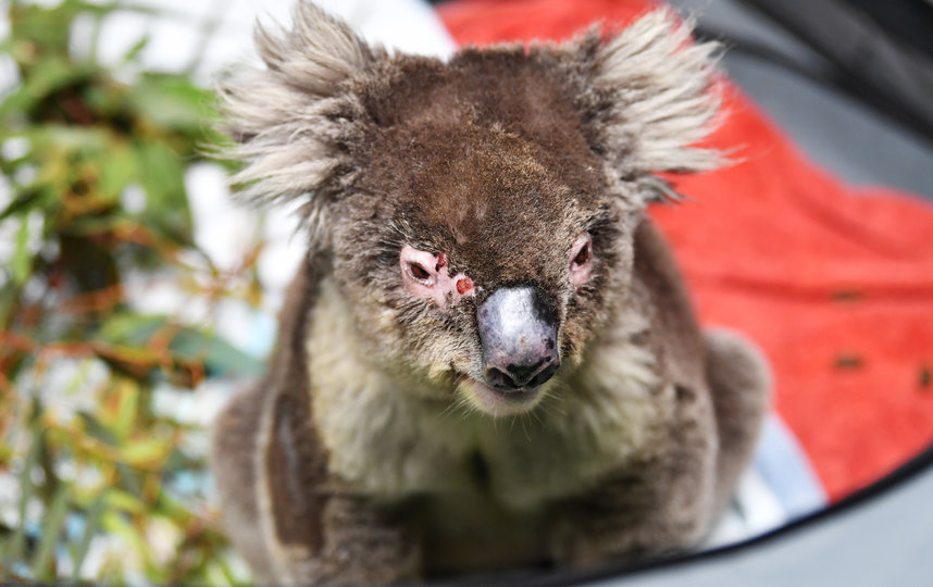 В результате лесных пожаров на острове Кенгуру погибло около 25 тысяч коал . Фото Getty