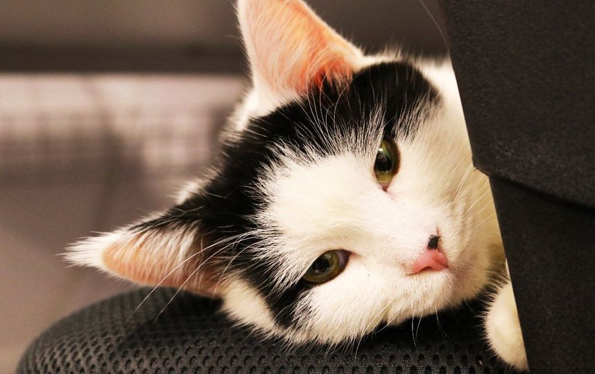 Диплокот Лоуренс Абдун. Фото Скриншот из Twitter @LawrenceDipCat