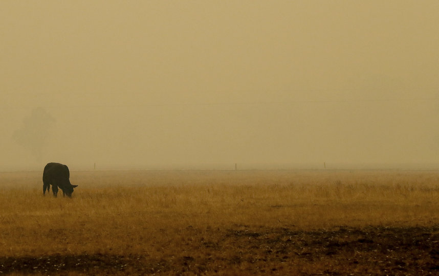 В Австралии продолжается борьба с масштабными пожарами. Фото Getty