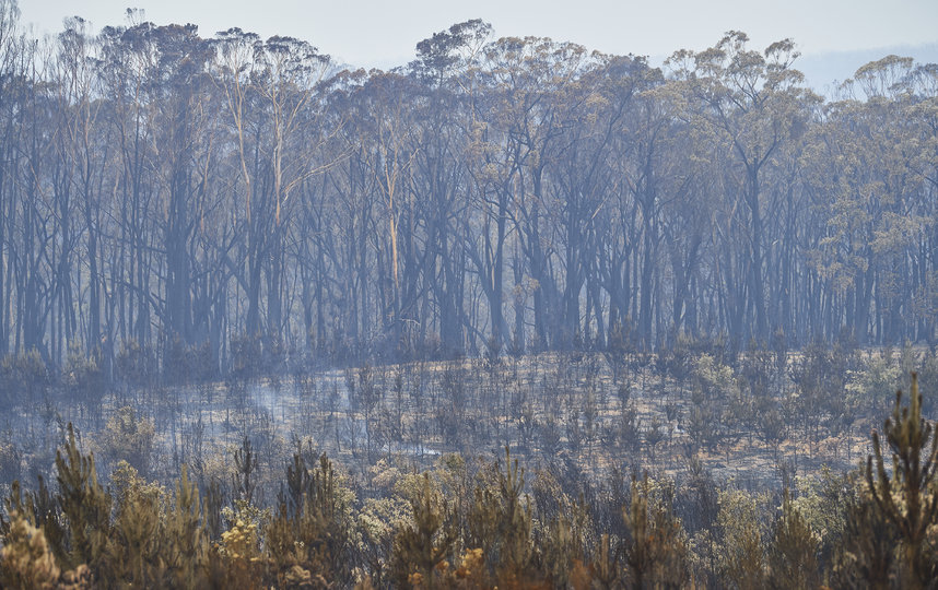 В Австралии продолжается борьба с масштабными пожарами. Фото Getty