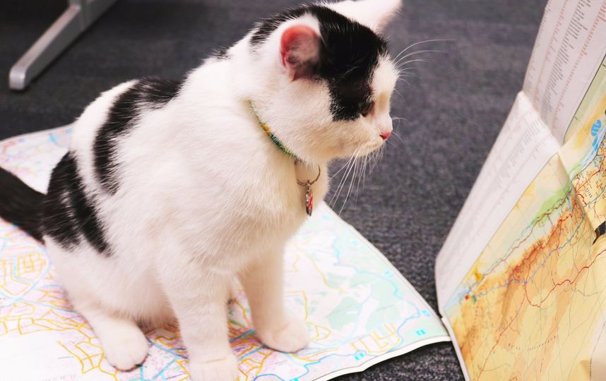 Диплокот Лоуренс Абдун. Фото Скриншот из Twitter @LawrenceDipCat