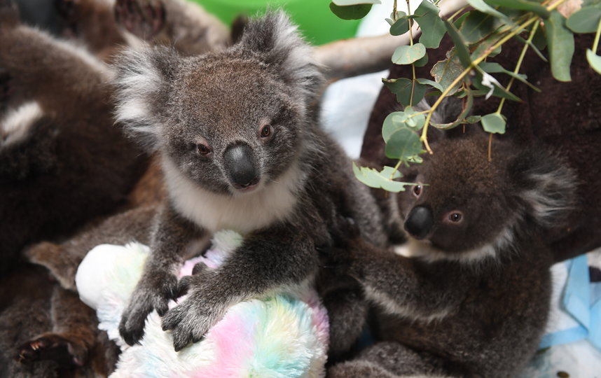 Около 25 000 коал погибли на австралийском острове Кенгуру