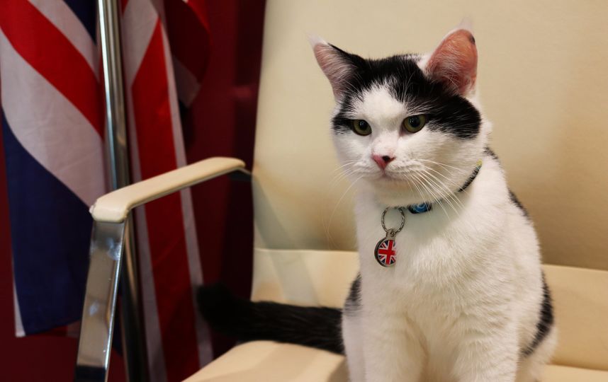 Диплокот Лоуренс Абдун. Фото Скриншот из Twitter @LawrenceDipCat